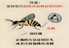 【健康科普】毒蜂蜇伤如何自救？关键急救步骤请牢记！