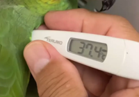 【精准施治】武宁县总医院人民医院院区成功救治鹦鹉热衣原体感染患者